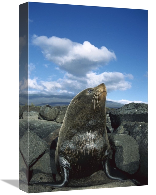 Global Gallery GCS-451557-1218-142 12 x 18 in. Galapagos Fur Seal Bull