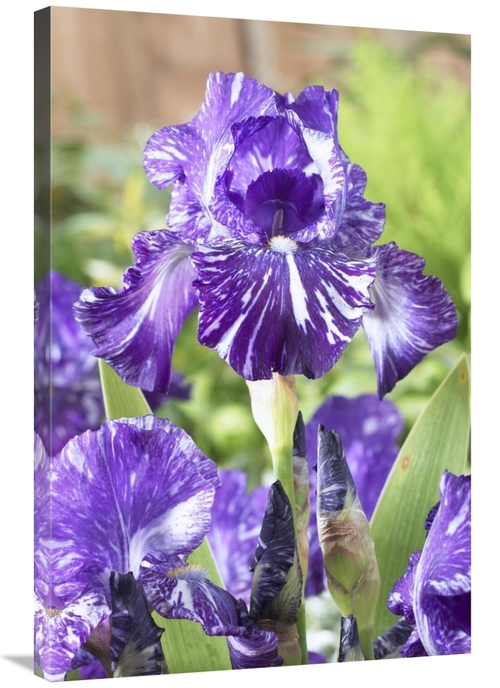 Global Gallery GCS-398370-2436-142 24 x 36 in. Bearded Iris Batik Vari