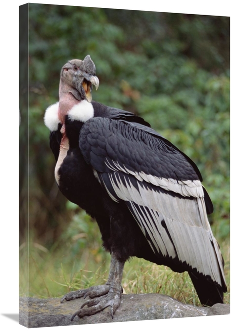 Global Gallery GCS-451245-2030-142 20 x 30 in. Andean Condor Male,