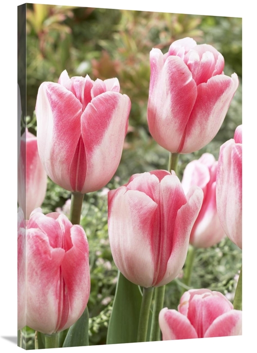 Global Gallery GCS-398353-2436-142 24 x 36 in. Tulip Labyrinth Variety