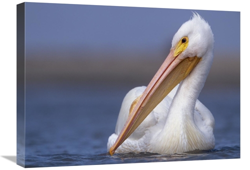 Global Gallery GCS-396064-1824-142 18 x 24 in. American White Pelican 