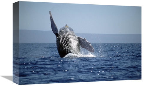 Global Gallery GCS-451026-1218-142 12 x 18 in. Humpback Whale Breachin