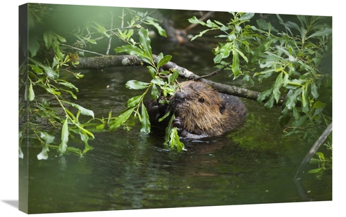 Global Gallery GCS-453619-2030-142 20 x 30 in. American Beaver Eating 