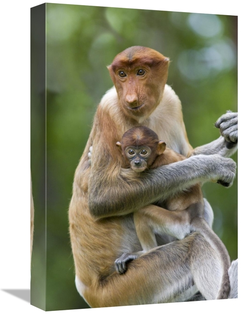 Global Gallery GCS-395836-1218-142 12 x 18 in. Proboscis Monkey Female