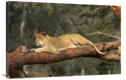 Global Gallery GCS-450847-2436-142 24 x 36 in. African Lioness Resting