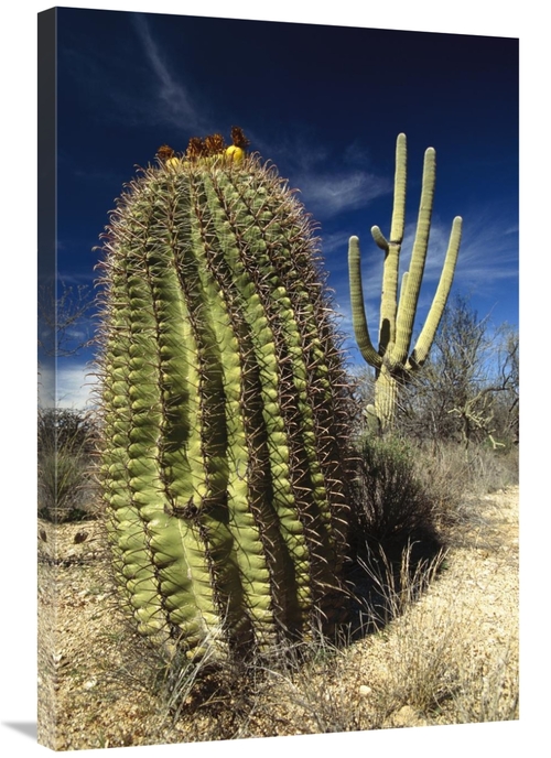 Global Gallery GCS-395775-2436-142 24 x 36 in. Saguaro with Fishhook B