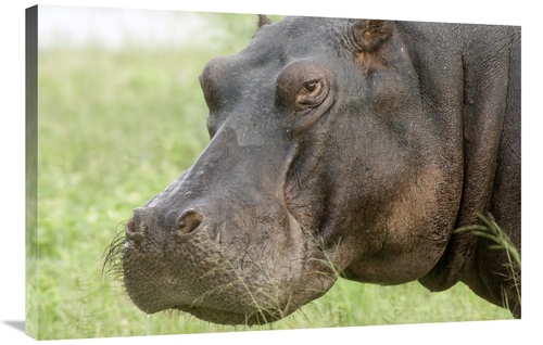 Global Gallery GCS-395430-2436-142 24 x 36 in. Hippopotamus Face Showi