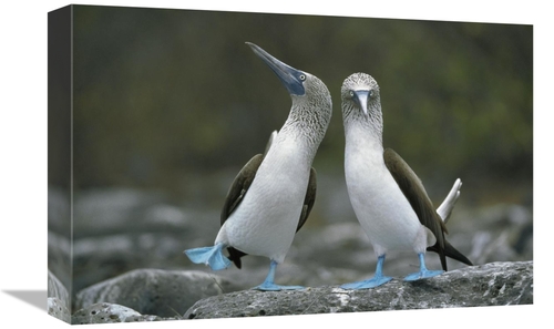 Global Gallery GCS-395587-1218-142 12 x 18 in. Blue-Footed Boobies in 