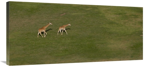 Global Gallery GCS-450873-40-142 40 in. Rothschild Giraffe Pair Crossi