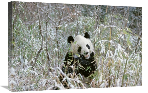 Global Gallery GCS-398499-2030-142 20 x 30 in. Giant Panda Eating Bamb