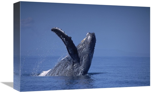 12 x 18 in. Humpback Whale Breaching, Maui, Hawaii Art Print -