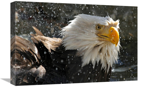 Global Gallery GCS-486404-22-142 22 in. Bald Eagle Bath II Art Print -