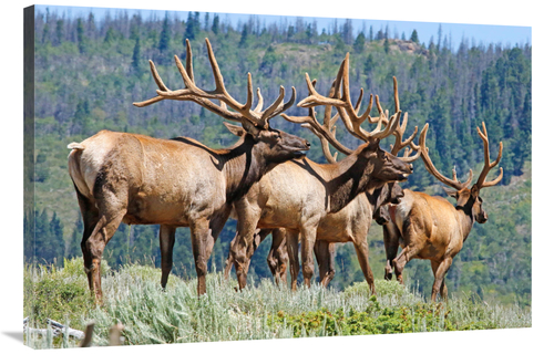 Global Gallery GCS-486538-40-142 40 in. Elk Art Print - Vic Schendel