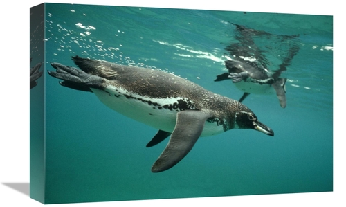 Global Gallery GCS-395579-1218-142 12 x 18 in. Galapagos Penguins Divi