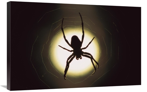 Global Gallery GCS-397504-2436-142 24 x 36 in. Spider Silhouetted in I