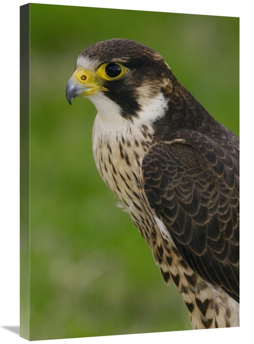 Global Gallery GCS-453103-2030-142 20 x 30 in. Peregrine Falcon Portra