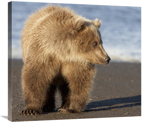 Global Gallery GCS-395420-30-142 30 in. Grizzly Bear Yearling, Kat