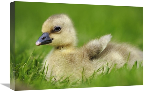 Global Gallery GCS-398078-1624-142 16 x 24 in. Greylag Goose Gosling&#
