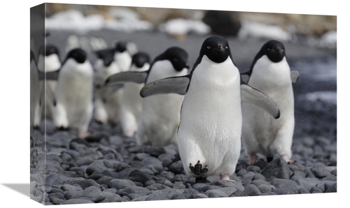 Global Gallery GCS-397732-1218-142 12 x 18 in. Adelie Penguin Group Ma