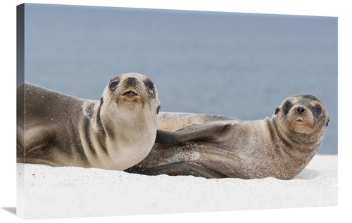 Global Gallery GCS-395625-2436-142 24 x 36 in. Galapagos Sea Lion Fema