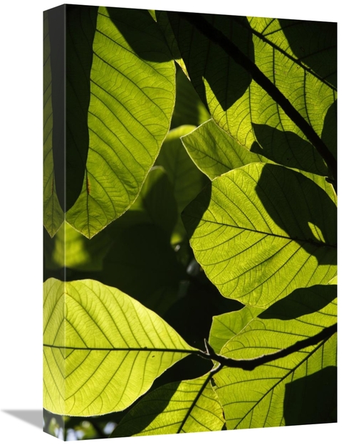 Global Gallery GCS-397731-1218-142 12 x 18 in. Rainforest Leaves Showi
