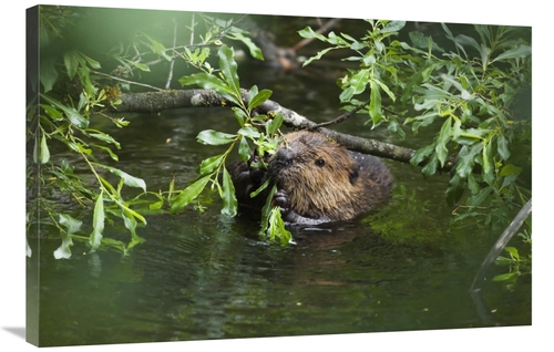 Global Gallery GCS-453619-2436-142 24 x 36 in. American Beaver Eating 