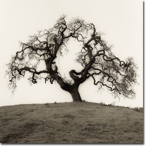 Artistic Home Gallery 1616058IG Hillside Oak by Alan Blaustein Premium