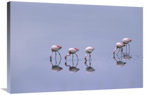 Global Gallery GCS-453167-2436-142 24 x 36 in. Puna Flamingos Feeding&