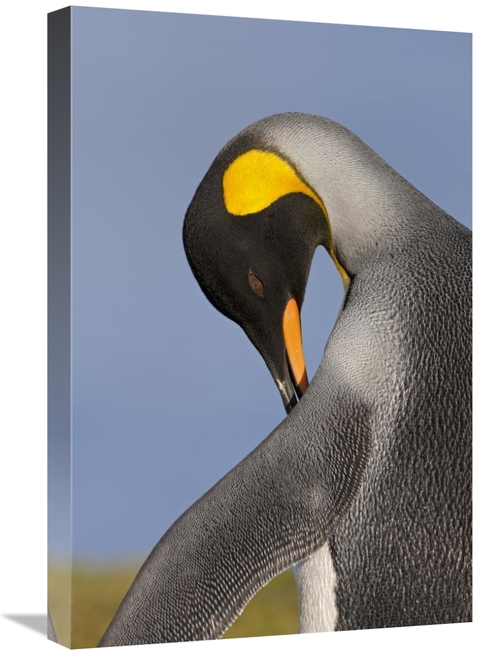 Global Gallery GCS-395343-1624-142 16 x 24 in. King Penguin Preening&#