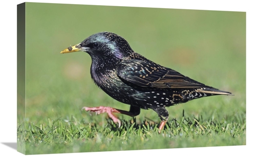 Global Gallery GCS-397454-1624-142 16 x 24 in. Common Starling Walking