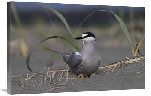 Global Gallery GCS-395434-2436-142 24 x 36 in. Aleutian Tern on Ground