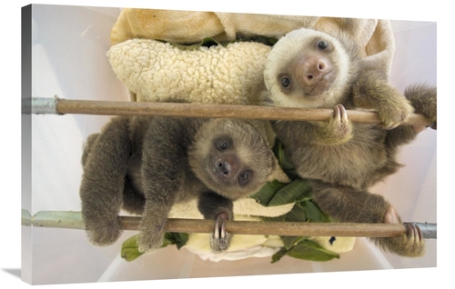 Global Gallery GCS-395855-2436-142 24 x 36 in. Hoffmanns Two-Toed Slot