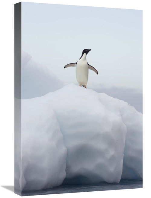 Global Gallery GCS-395826-1624-142 16 x 24 in. Adelie Penguin Standing