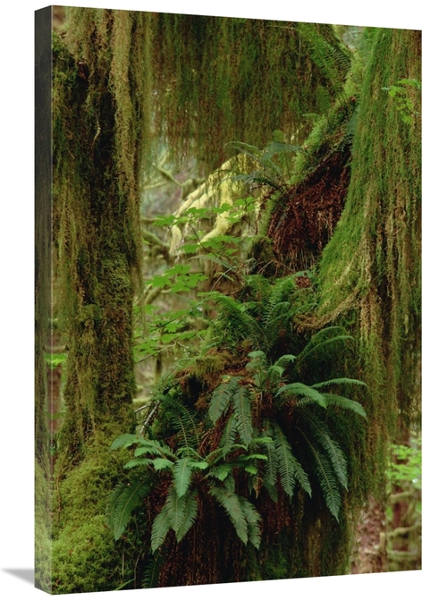 Global Gallery GCS-452924-2030-142 20 x 30 in. Epiphytic Sword Fern&#4