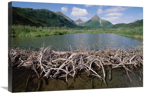 Global Gallery GCS-452997-2030-142 20 x 30 in. American Beaver Dam&#44