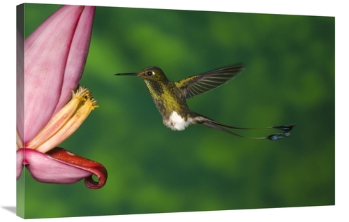 Global Gallery GCS-453338-2436-142 24 x 36 in. Booted Racket-Tail Humm