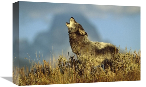 Global Gallery GCS-453315-1218-142 12 x 18 in. Timber Wolf Adult Howli