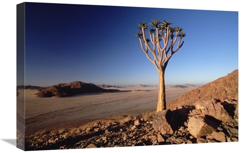 Global Gallery GCS-452923-1624-142 16 x 24 in. Quiver Tree At Dawn&#44