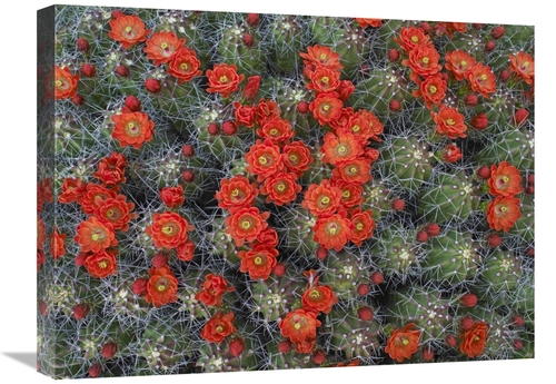 Global Gallery GCS-396537-1824-142 18 x 24 in. Claret Cup Cactus Detai