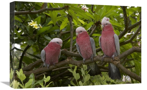 Global Gallery GCS-450881-1624-142 16 x 24 in. Galah Trio Perching in 