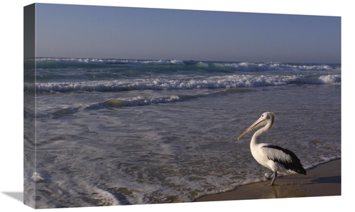 Global Gallery GCS-453095-1624-142 16 x 24 in. Australian Pelican on B