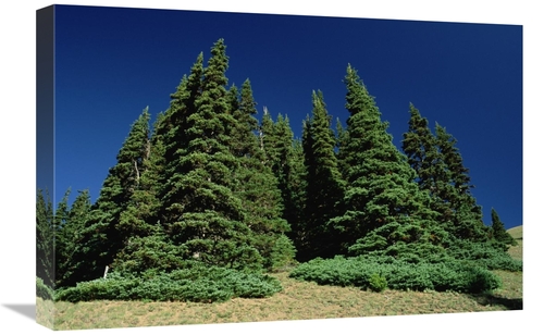 Global Gallery GCS-450924-1624-142 16 x 24 in. Subalpine Fir Trees on 