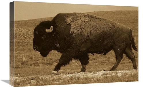 Global Gallery GCS-453716-1624-142 16 x 24 in. American Bison Male&#44