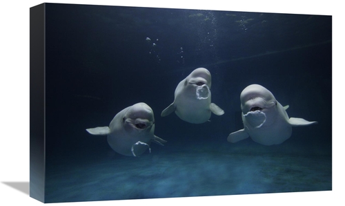 Global Gallery GCS-397697-1218-142 12 x 18 in. Beluga Whale Trio Blowi
