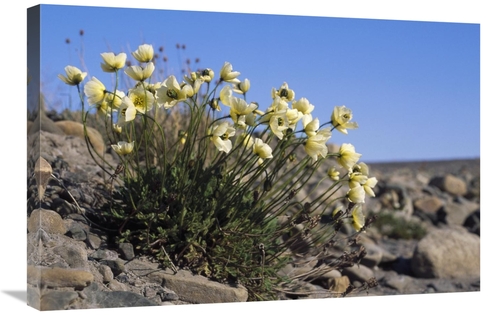 Global Gallery GCS-451341-2030-142 20 x 30 in. Svalbard Poppy, Spi