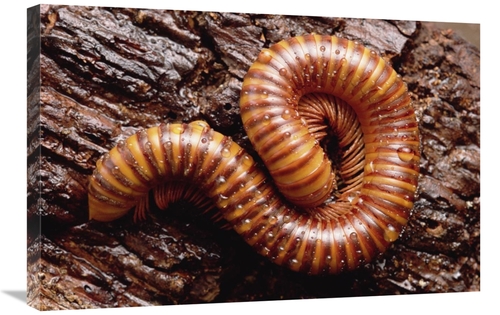 Global Gallery GCS-452934-2030-142 20 x 30 in. Giant Millipede, Tr