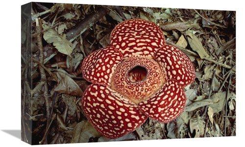 Global Gallery GCS-452927-1218-142 12 x 18 in. Rafflesia Growing on Ra