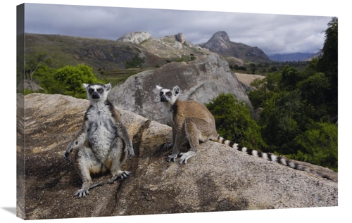 24 x 36 in. Ring-Tailed Lemur Pair, Near Andringitra Mountains&#44