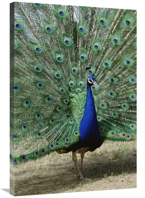 Global Gallery GCS-451466-2436-142 24 x 36 in. Indian Peafowl Male in 