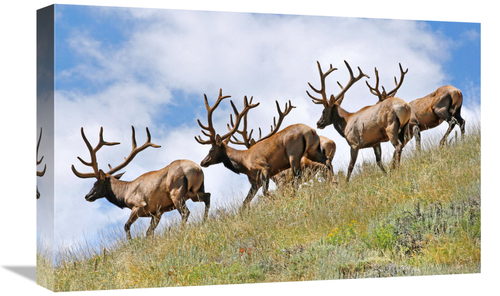 Global Gallery GCS-486555-22-142 22 in. The Young Pretenders Art Print